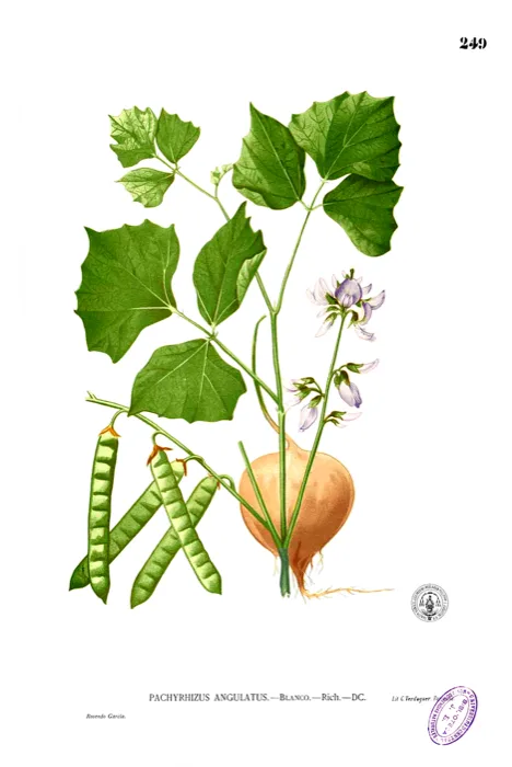 Jicama