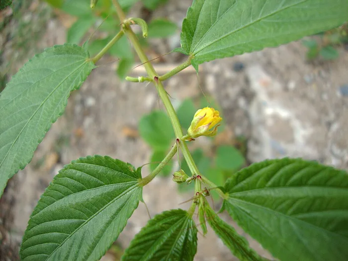 Jute Mallow