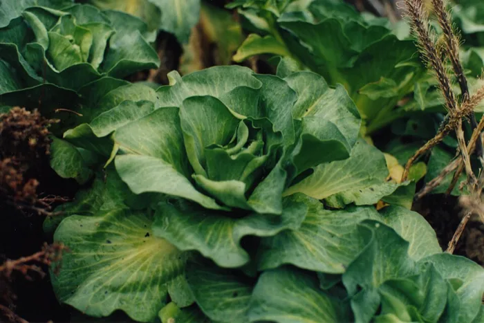 Kerguelen Cabbage
