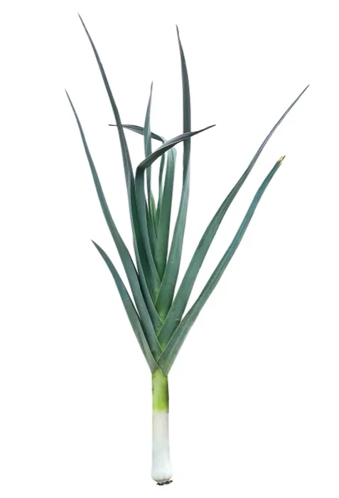 Leek