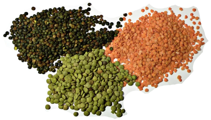 Lentil
