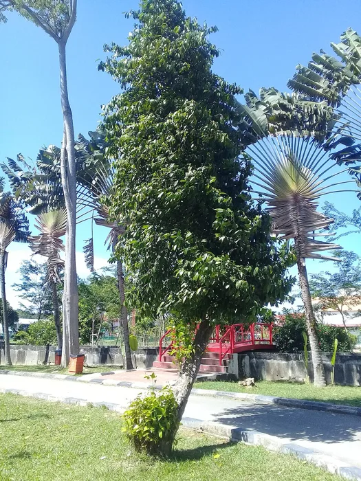Melinjo