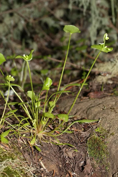 Miner S Lettuce