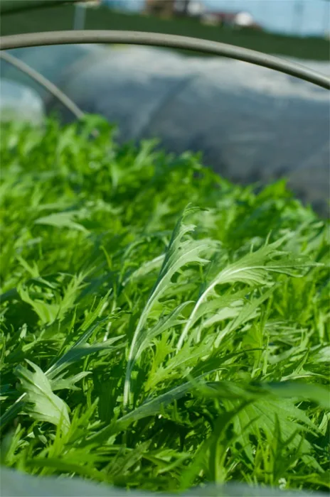 Mizuna Greens