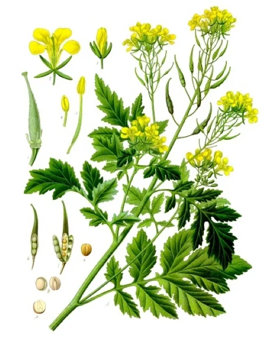 Mustard