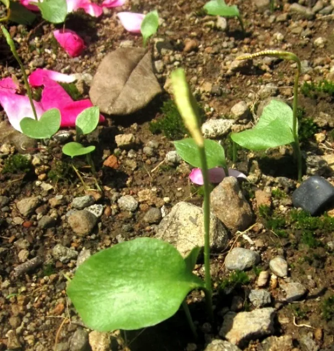 Netted Adder S Tongue