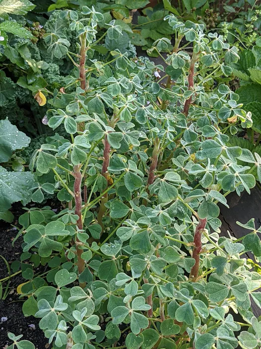 Oca