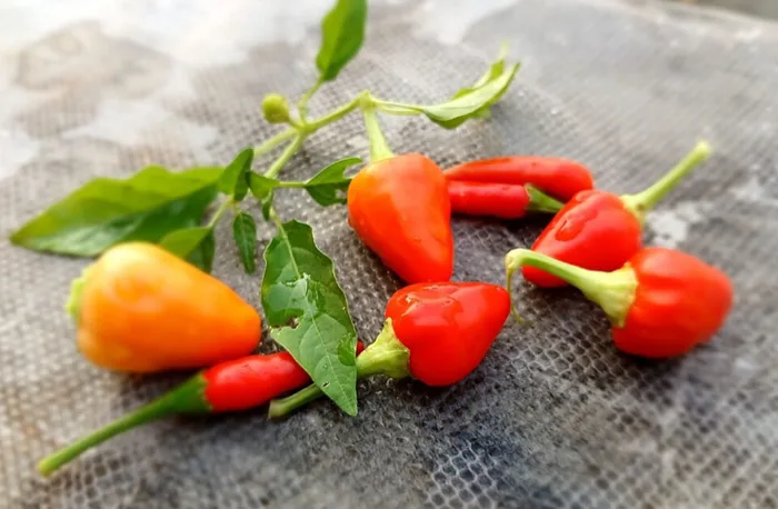 Pimiento