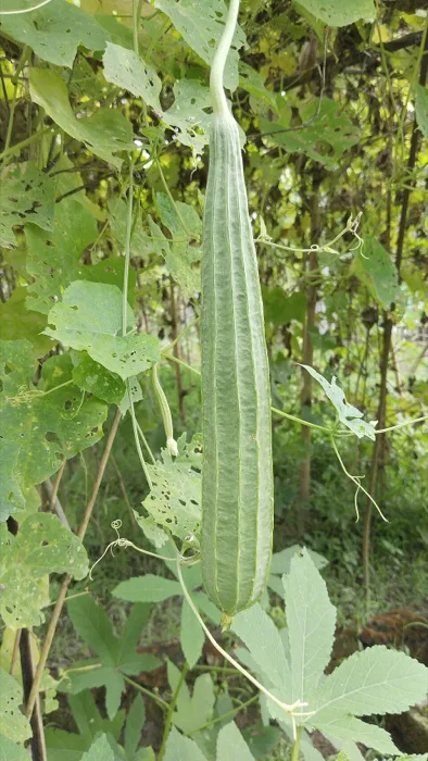 Ridged Gourd