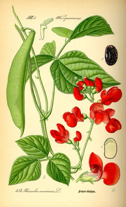 Runner Bean