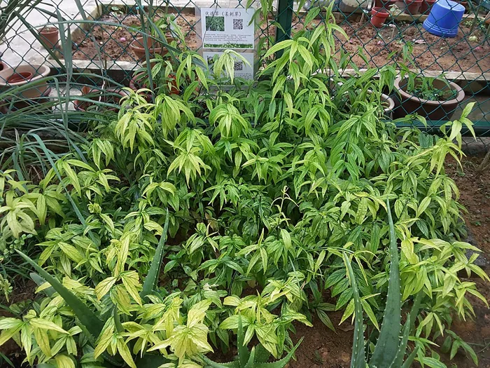 Sabah Snake Grass