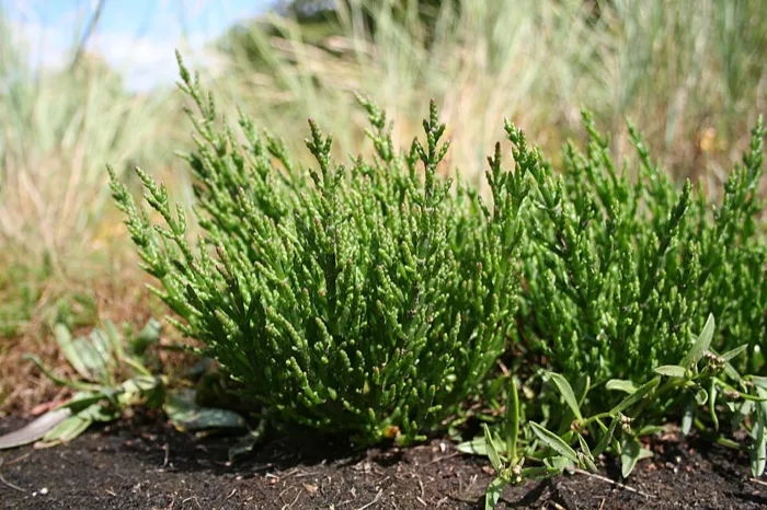 Sea Beans