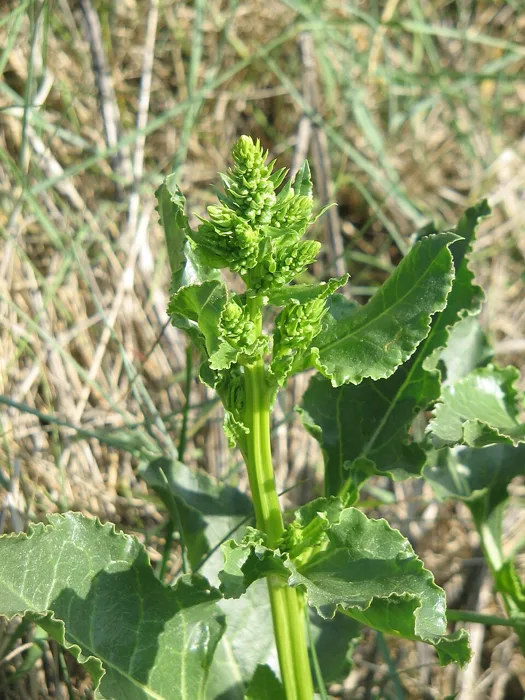 Sea Beet