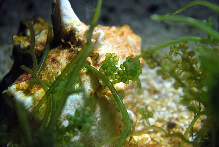 Sea Grape