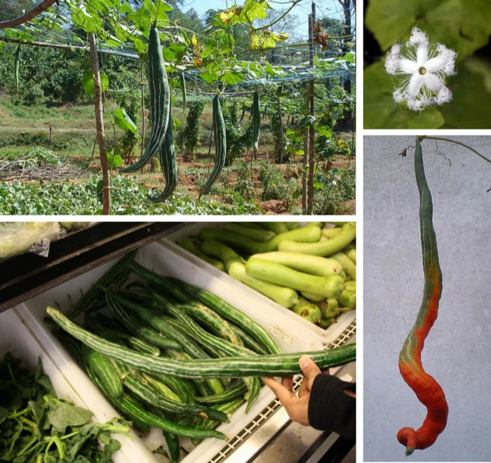 Snake Gourd