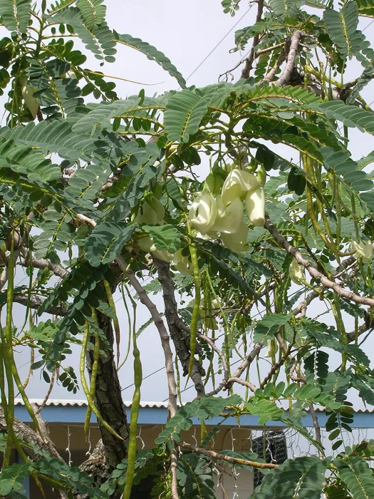 Vegetable Hummingbird