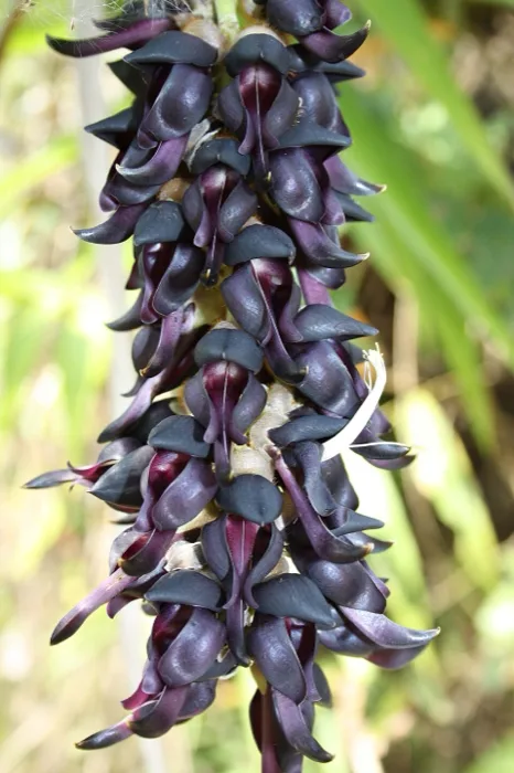 Velvet Bean