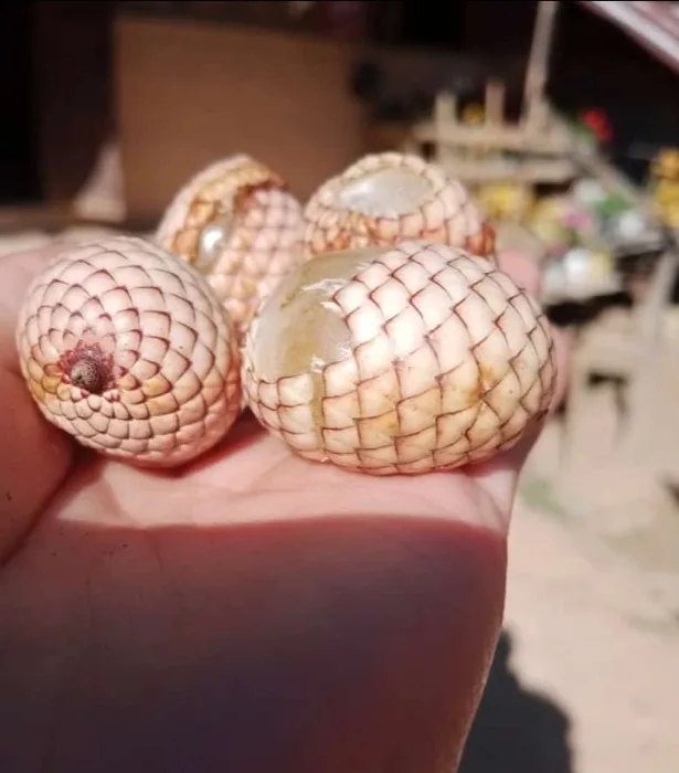 Viagra Palm