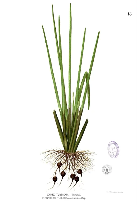 Water Chestnut