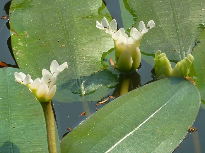 Waterblommetjie