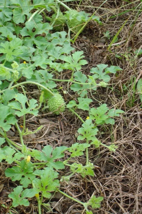 West Indian Gherkin