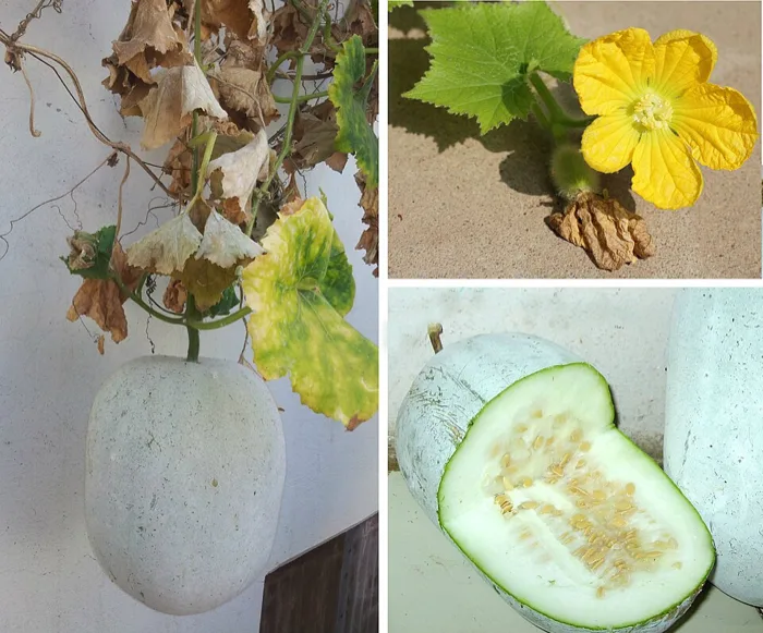 Winter Melon