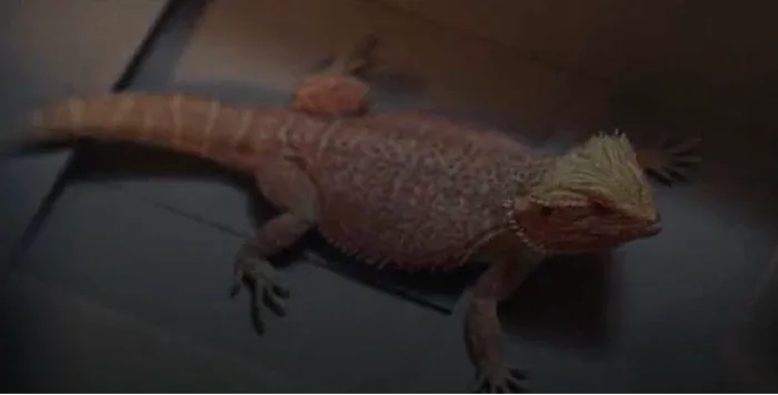 Lou Ii