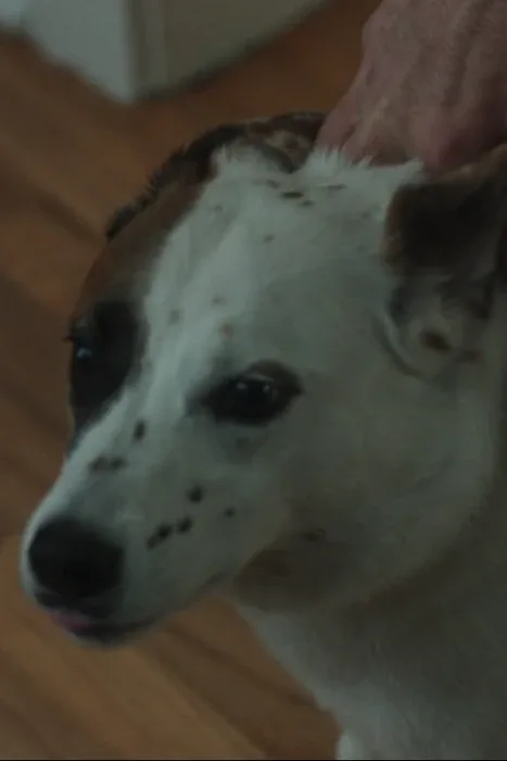 Greg Dog