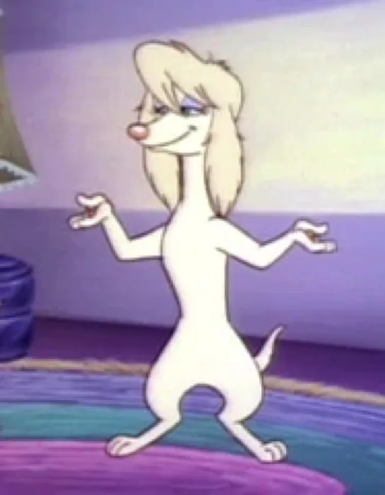Zsa Zsa Labrador