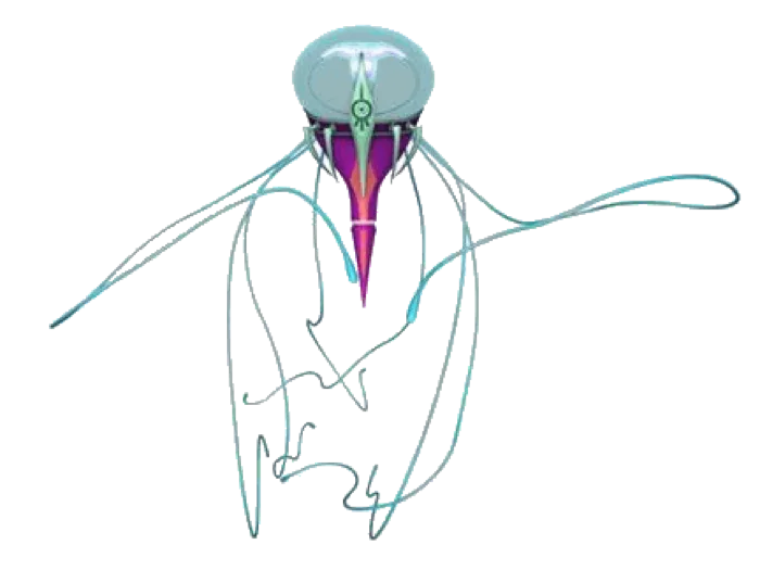Scyphozoa