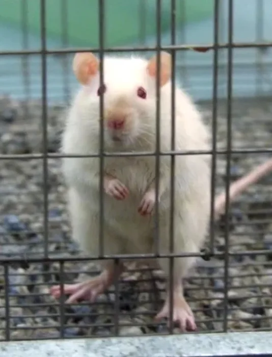 Fievel