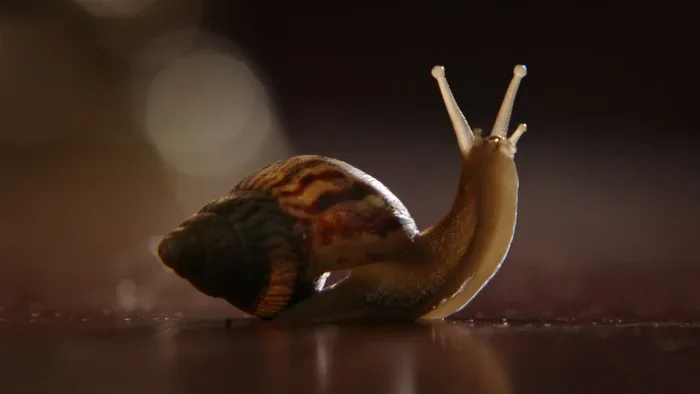 Ghost Snail