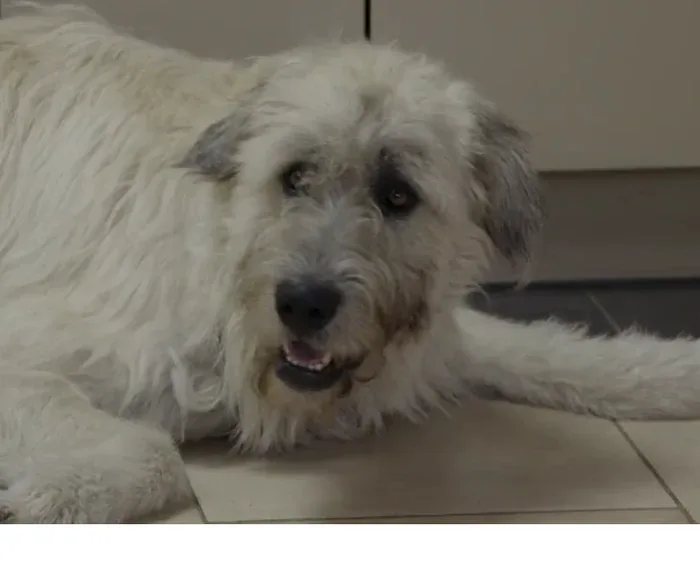 Sammy Dog