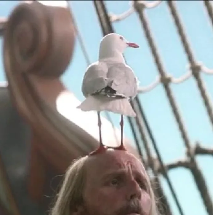 Karl The Seagull