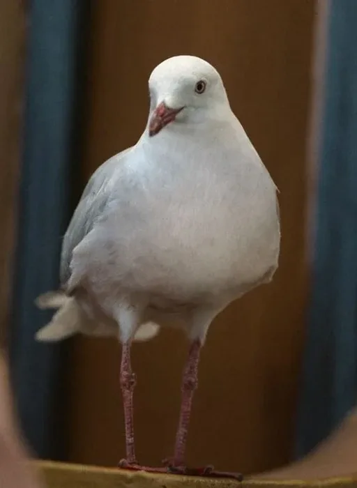 Olivia The Seagull