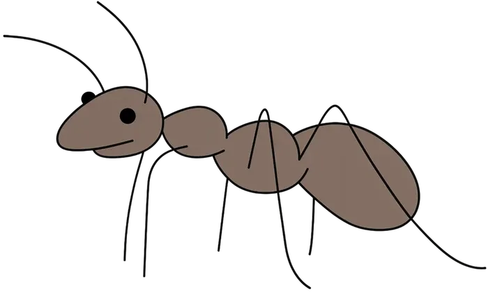 Ant