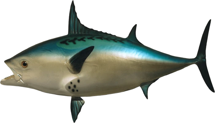 Realistic Fish Head