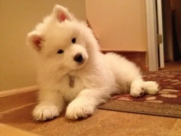 Kuma Blu