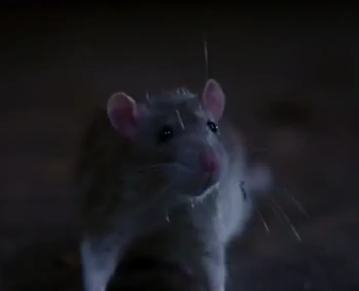 Rat
