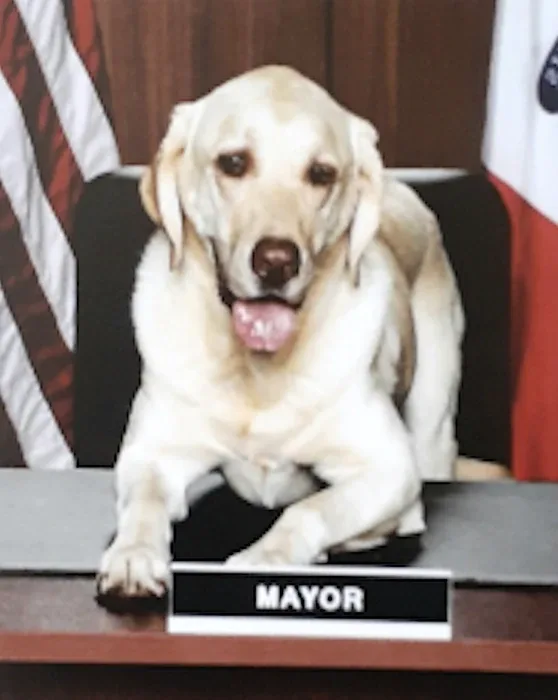 Mayor Biscuit