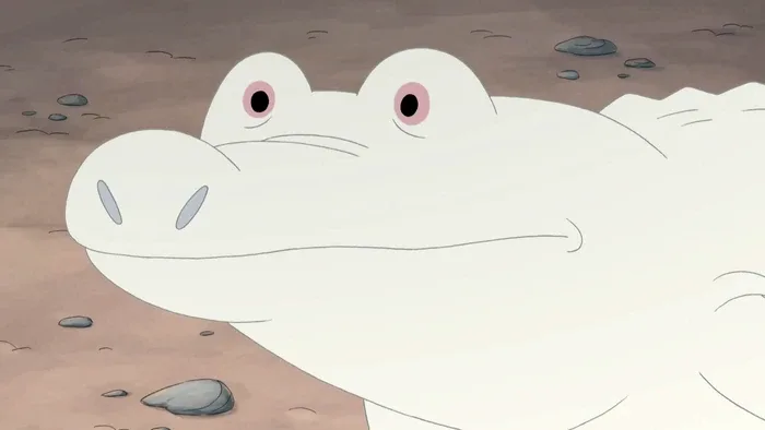 Albino Alligator