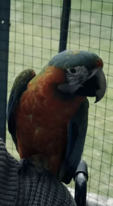 Ozzie
